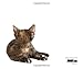Kittenhood: Life-size Portraits of Kittens in Their First 12 Weeks