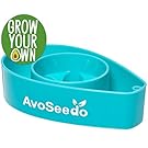 AvoSeedo Bowl Grown Your Own Avocado Tree, Evergreen, Perfect Avocado Tree Growing Kit for Every Avocado Lover - Blue