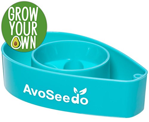 AvoSeedo Bowl Grown Your Own Avocado Tree, Evergreen, Perfect Avocado Tree Growing Kit for Every Avocado Lover - Blue