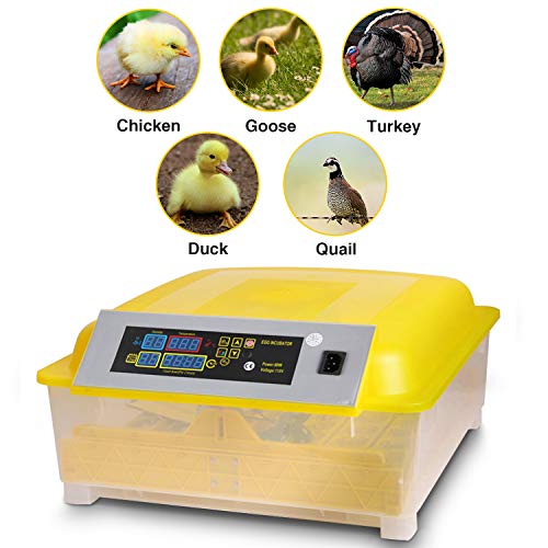 Mini Digital Egg Incubator - Automatic Temperature & Humidity Control For Hatching Chickens, Ducks & Pigeons