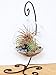 Air Plant Terrarium Kit with 2 Tillandsia Air Plants, Black and Silver Rocks and Black Metal Stand / 5