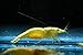 Live Freshwater Aquarium Shrimp Neocaridina (Neon Yellow (10 Pack))