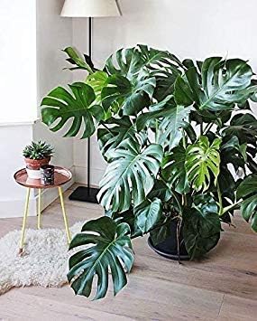 100pcs Monstera Seeds Palm Turtle Perennial Monstera Deliciosa Borsigiana Amazon Co Uk Garden Outdoors