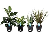 Costa Farms Clean Air-O2 For You Live House Plant Collection 4-Pack, Assorted Foliage, 4-Inch, Green