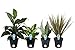 Costa Farms Clean Air-O2 For You Live House Plant Collection 4-Pack, Assorted Foliage, 4-Inch, Green primary