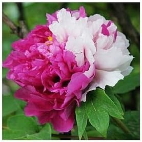 Amazon 24種類のきれいな牡丹の種15個 パックホームガーデン用の高品質の牡丹の花の種 花