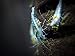 Aquatic Arts 5 Live Freshwater Blue Velvet Shrimp (Neocaridina davidi - 1/4 to 1 inch Breeding Age Adults)