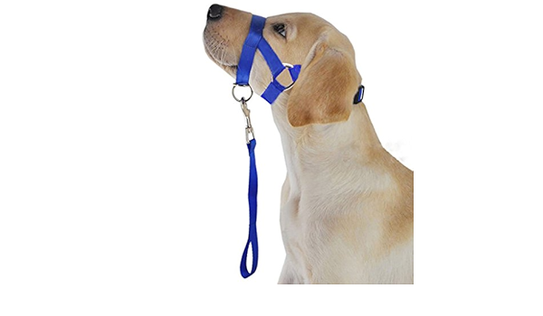 dog harness around mouth