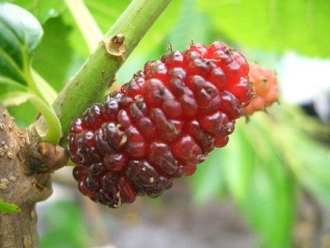 マルベリー 苗 ララベリー 鉢苗 果樹苗木 桑の木 果樹苗 Tarunniketanpublicschool Com