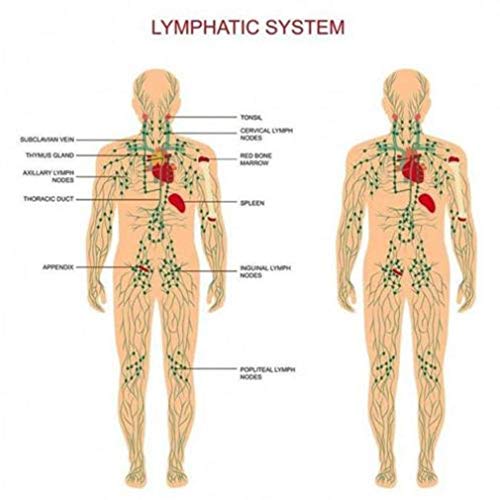 ESSENTIALS 2018 New Lymphatic Drainage Ginger Oil [ 100% Pure Natural ] (2 Bottle) - Thumbnail 6
