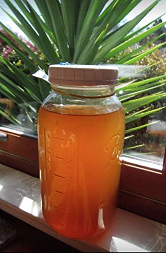 2 Organic+Kombucha+Scoby+Live+Culture