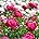 Peony