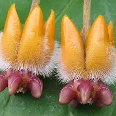 Amazon Co Jp 19 100個美しい21種類の色利用可能なまれなボール蘭の花の種多年生の庭の植物hoya Carnosa花の種 Diy Tools Garden