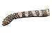 Real Rattlesnake Rattle and Tail (AZ-598-P505)