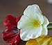 FATCOLO Fresh Artificial Mini Real Touch PU/Latex Corn Poppies Decorative Silk Fake Artificial Poppy Flowers for Wedding Holiday Bridal Bouquet Home Party Decor Bridesmaid Bouquets (White)