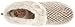 BOBS from Skechers Women's Keepsakes Little Twinkle Slipper