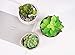 Artificial Succulent Plants 10 PCS, Unpotted Faux Assorted Succulent Plants Fake Cactus String of Pearls Succulent, Create Realistic Succulent Arrangements,Great Decor Accent for Home & Office