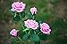 XLUX New Material Outdoor Realistic Solar Powered Rose Lights Flower Stake, for Garden Patio Yard Pathway Decoration, Pink