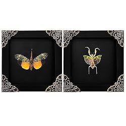 2 Real Mantis Lanternfly Butterfly Frames Dead