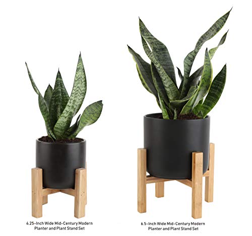 1 Costa+Farms+Sansevieria+4+25+Inch+Mid+Century