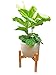 Plant Stand /13