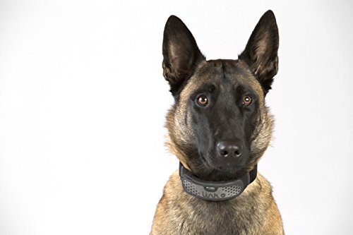 Link AKC Smart Dog Collar - GPS Location Tracker, Activity Monitor, and More, Sport Medium (KITSV02) - Thumbnail 3