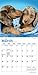 Dachshund Puppies 2020 Calendar
