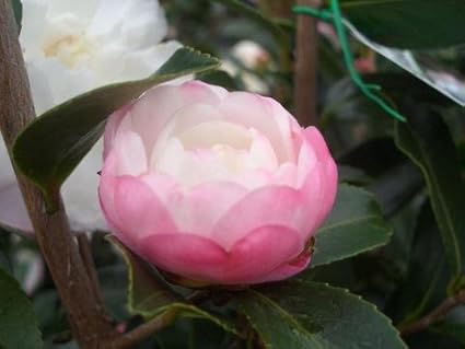 さざんか 大和富士 根巻き苗 庭木 常緑樹 生垣 目隠し ヤマト不可 北海道 沖縄 離島不可 サザンカ 苗木 植木 植木 Amazon