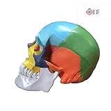 Skull Model,OIF Human Skull Map Included Full Set Teeth Removable Partitioned Skull Model Christmas Halloween Decorated
