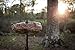 TROPHY ROCK Redmond All-Natural Mineral Rock/Salt Lick, Attract Deer and Big Game