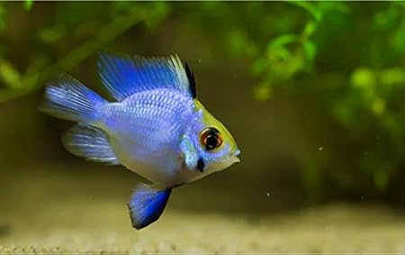 Amazon 熱帯魚 南米ドワーフシクリッド コバルトブルー バルーン ラミレジィ サイズ 3cm 1匹 増子水景 観賞魚 水中生物 通販