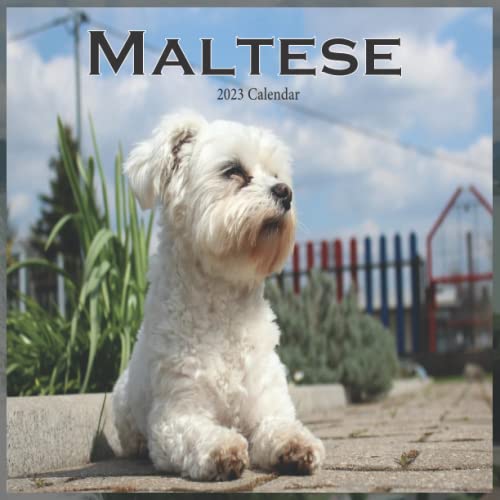 maltese-calendar-2023-calendar-2023-2024-16-month-perfect-calendar-for