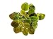 Lobelia Cardinalis Dwarf Live Aquarium Plants by AquariumPlantsFactory BUY2GET1FREE