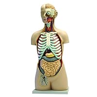 Walter Products B10107 Human Torso Model, 17-Part, Life Size 85 cm, Sexless