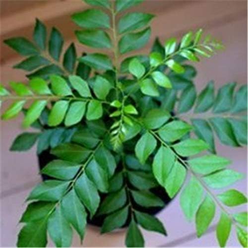 100 pcs Bonsai Plant Curry Leaf herb Culinary herb Seeds for Outdoor Plant Seeds for Garden DIY Home Gardening Very Easy to Grow