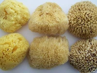 Skinapeel - Natural Honeycomb Honey Comb Hippospongia Communis Sea Sponge Natural Or Bleached Yellow (All Sizes Available) (5.5-6.0-NATURAL) by Skinapeel