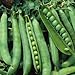 Sugar Lace II Snap Pea Garden Pea Seeds (Sugar Snap), 50+ Premium Heirloom Seeds, ON SALE!, (Isla's Garden Seeds), Non Gmo Organic, 90% Germination Rates, Highest Quality Seeds, 100% Pure