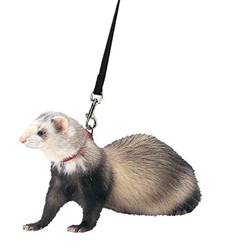 Marshall Ferret Harness and Lead Set
