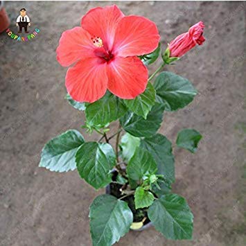 2018 100 Particulessac Géant Hibiscus Couleurs Mélangées
