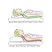 Silqui Small Neck Memory Foam Contour Pillow (Size 15.75 x 9.25 x 2.75), Thin Low Profile, Helps Facilitate Proper Alignment for Zen Relaxation, Uses: Neck, Back, Lumbar, Travel, Children, Toddlers