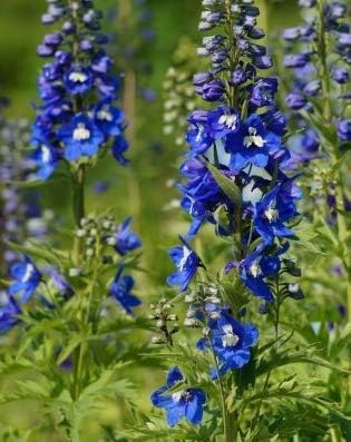 Halffle flowerseeds- Delphinium"Pacific Giant" Seeds Flower Mix Flower Seeds Wildflower Seeds Hardy Perennial for Balcony/Terrace/Garden