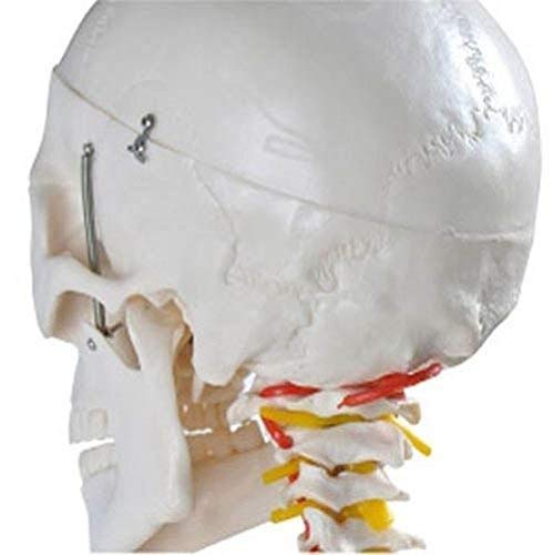 KS Professional - Mr. Hanks Human Anatomy Skeleton Life Full Size Model 6 ft. Tall with Stand. Perfect for Medical Professionals, Students, Teachers, Educators, Classroom . All Parts are Adjustable.