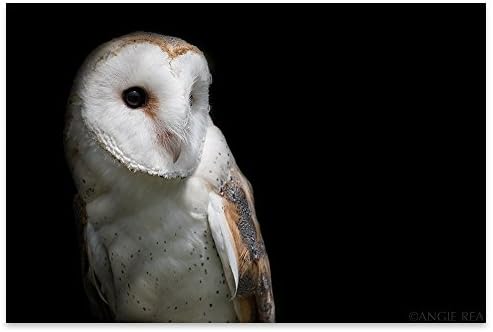 Barn Owl Fine Art Photography Nature Print, Modern Rustic Home and Office Decor, Cabin Decor, Large Wall Art, Nature Photography, White Owl, Black