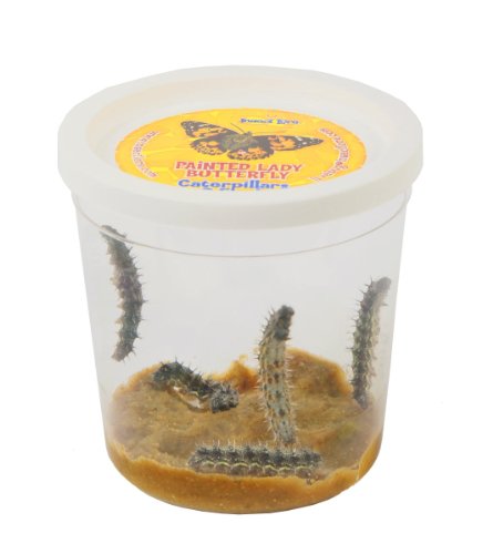 Live Butterfly Garden Caterpillar Refill Pack Butterfly Feeder