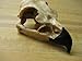 Eagle Skull 2.5