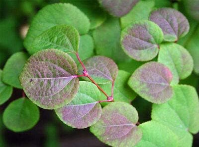 Katsura Tree Cercidiphyllum Japonicum 2 Gallon Live Tree NHKM37