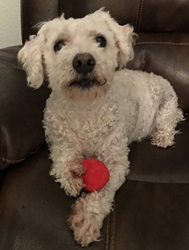 12 Pack Plush Squeaky Balls for Dogs or Cats - Red, Blue, Yellow