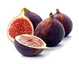 Beer's Black Edible Fig Plant - Ficus carica - Sweet/Dwarf - 4