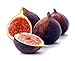 Beer's Black Edible Fig Plant - Ficus carica - Sweet/Dwarf - 4" Pot