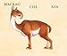 Flip-o-storic: Make Your Own Wacky Prehistoric Beast! (Mix-and-Match Board Books, 2)